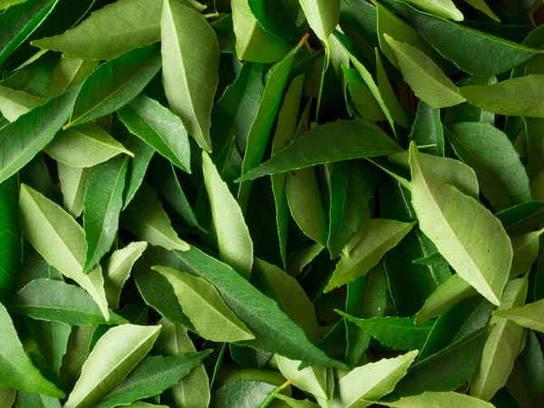 curry leaves substitute