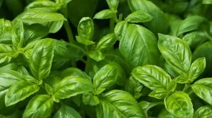 Basil Substitute