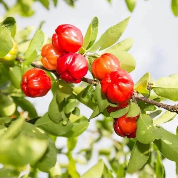 Acerola