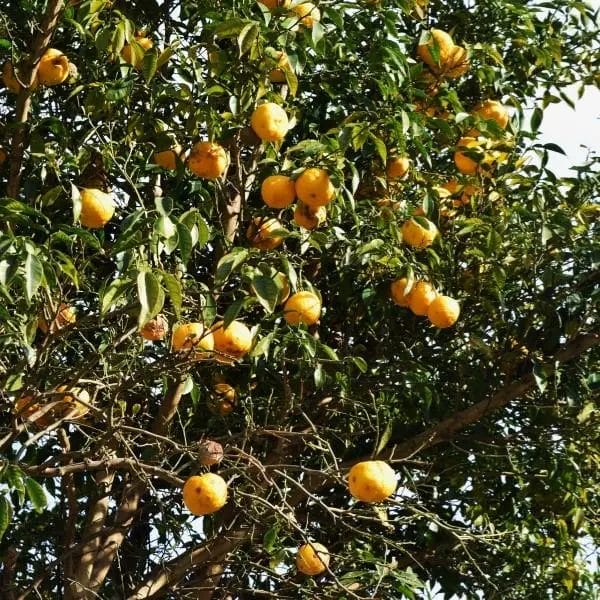 African cherry orange