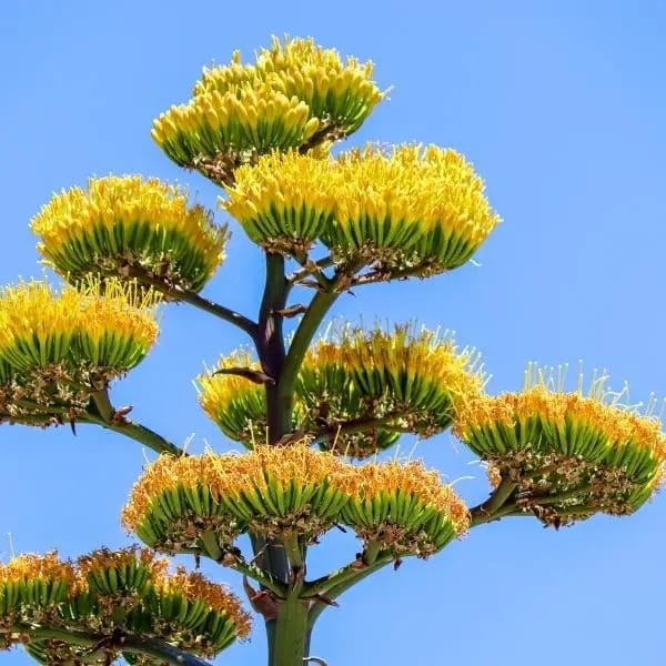 Agave flowers