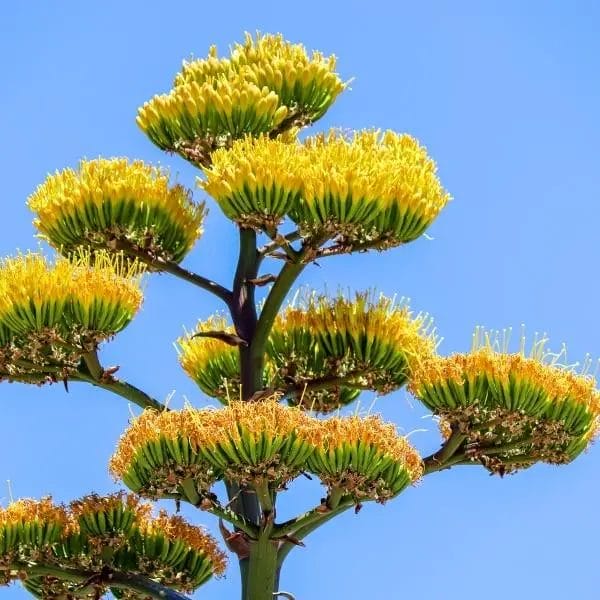 Agave flowers Agave flowers
