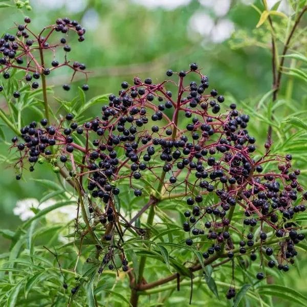 American black elderberry (Sambucus canadensis, also known as Canada elderberry)