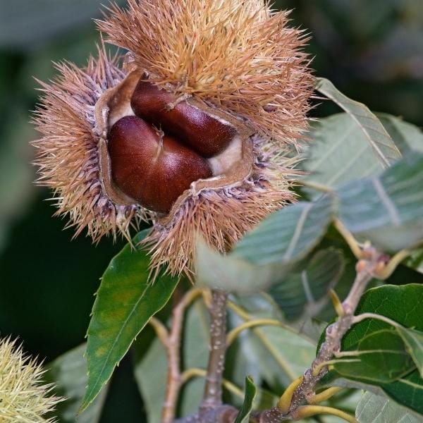The American chestnut (Castanea dentata)