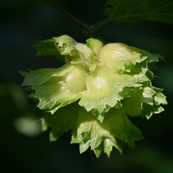 American hazelnut (Corylus americana)