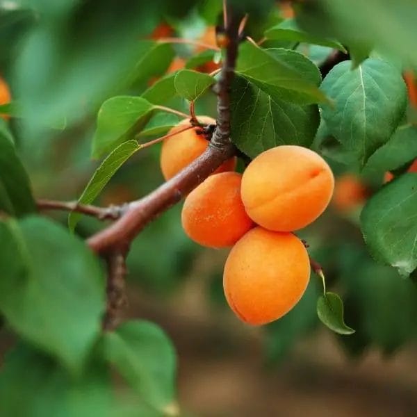 Apricot (Prunus armeniaca)