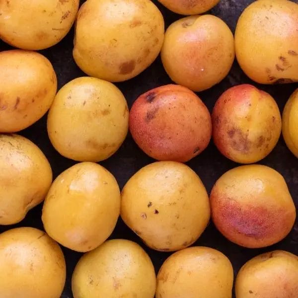 Aprium is a fruit hybrid of apricot and plum. Aprium is a fruit hybrid of apricot and plum.