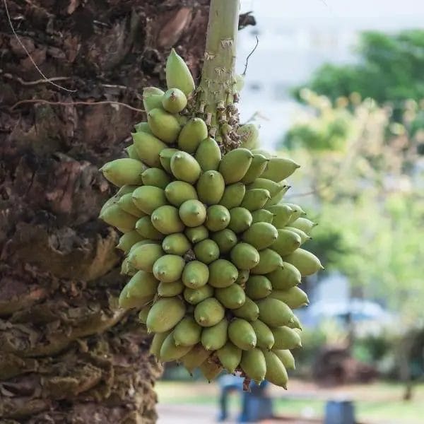 Bacuri fruit (Platonia insignis, also known as pacuri, maniballi, naranjillo, and bacurizeiro)