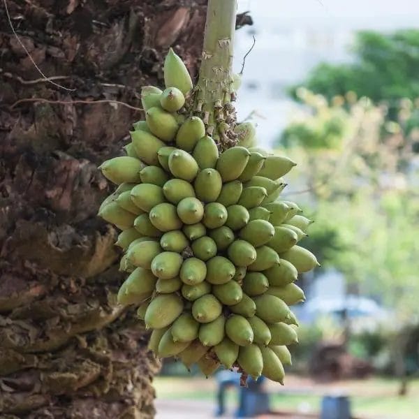 Bacuri fruit (Platonia insignis, also known as pacuri, maniballi, naranjillo, and bacurizeiro) Bacuri fruit (Platonia insignis, also known as pacuri, maniballi, naranjillo, and bacurizeiro)