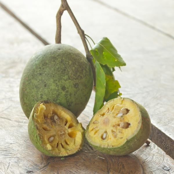 Bael (Aegle marmelos, also known as Bengal quince, golden apple, Japanese bitter orange, stone apple, and wood apple)