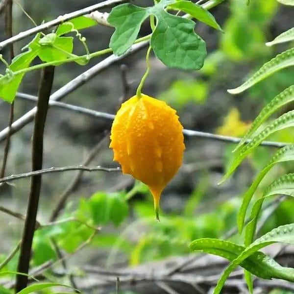 The balsam apple fruit (Momordica balsamina)