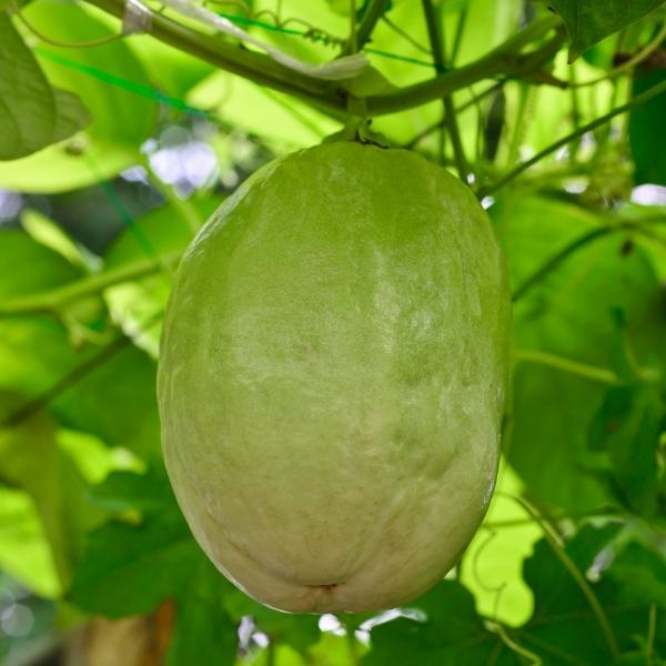 Barbadine (Passiflora quadrangularis, also known as the giant granadilla, grenadine, giant tumbo, and badea) Barbadine (Passiflora quadrangularis, also known as the giant granadilla, grenadine, giant tumbo, and badea)