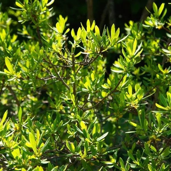 Myrica pensylvanica shrub