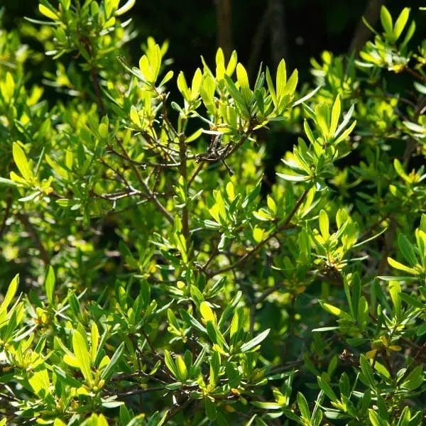 Myrica pensylvanica shrub Myrica pensylvanica shrub