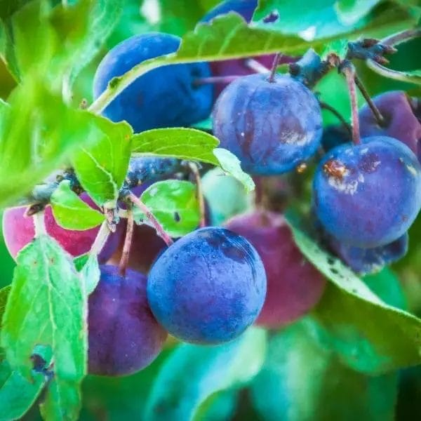 Beach plum (Prunus maritima) Beach plum (Prunus maritima)