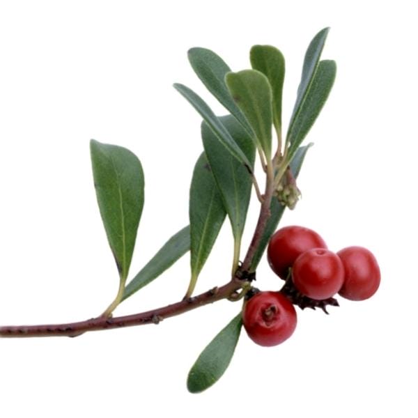 Bearberry (Arctostaphylos uva-ursi) Bearberry (Arctostaphylos uva-ursi)
