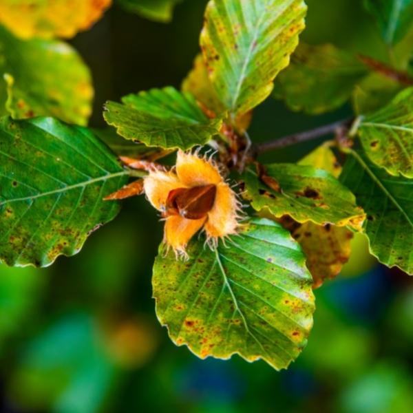 Beechnut (Fagus sylvatica) Beechnut (Fagus sylvatica)