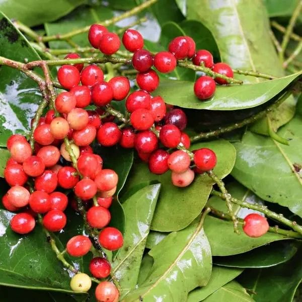 Bignay fruit (Antidesma bunius, also known as bugnay, Chinese-laurel, Queensland-cherry, salamander-tree, and wild cherry)