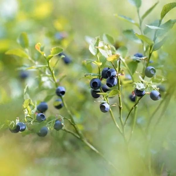 Bilberries (Vaccinium myrtillus, also known as whortleberry, and European blueberry)