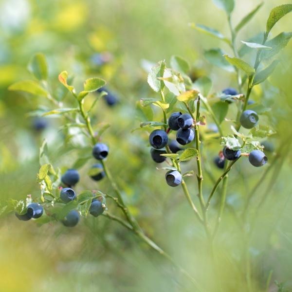 Bilberries (Vaccinium myrtillus, also known as whortleberry, and European blueberry)