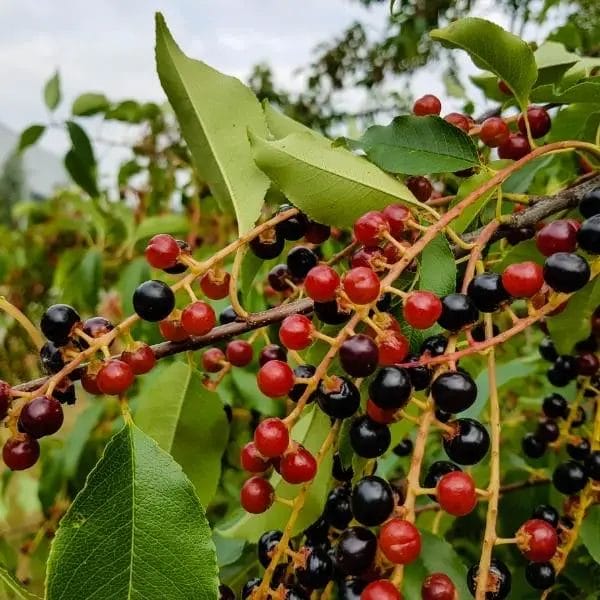 Black cherry (Prunus serotina, also known as wild black cherry, rum cherry, and mountain black cherry)