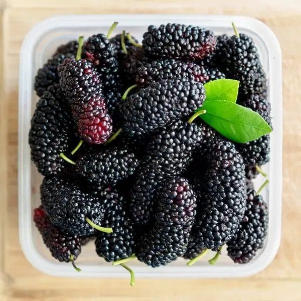 Black mulberries (Morus nigra)