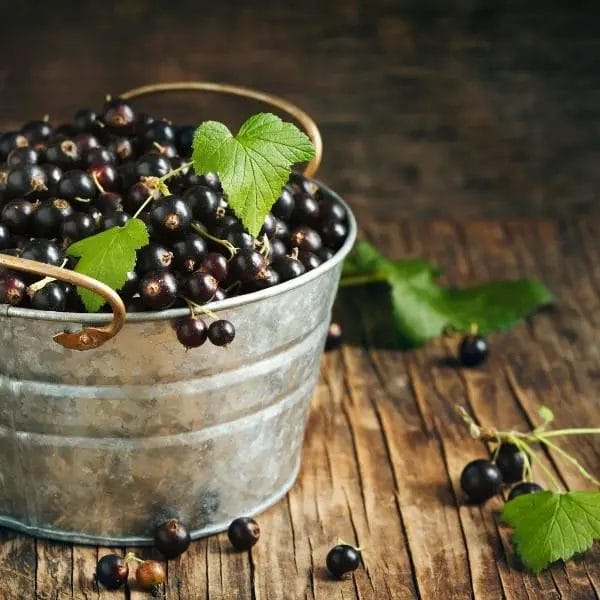 Blackcurrants (Ribes nigrum, also known as cassis)