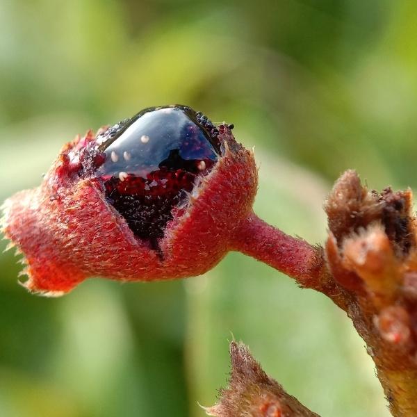 Blue tongue fruit (Melastoma affine, also known by native lassiandra)