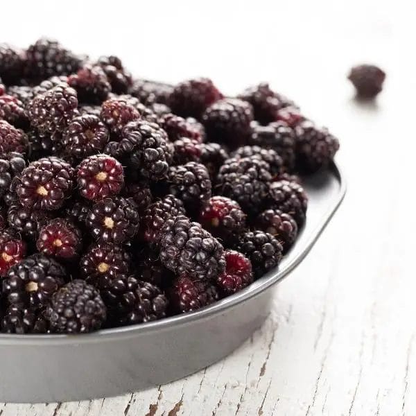 Boysenberry (Rubus ursinus x idaeus) Boysenberry (Rubus ursinus x idaeus)