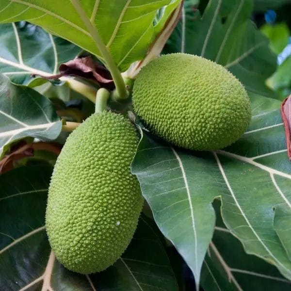Breadfruit (Artocarpus altilis) Breadfruit (Artocarpus altilis)