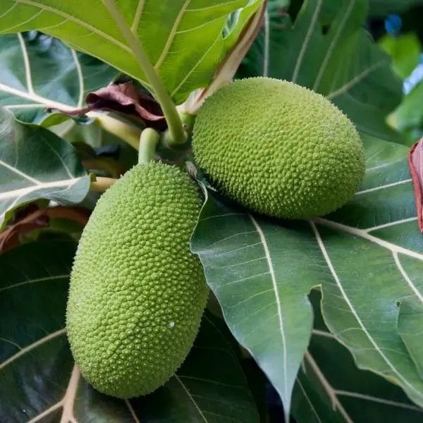 Breadfruit (Artocarpus altilis)