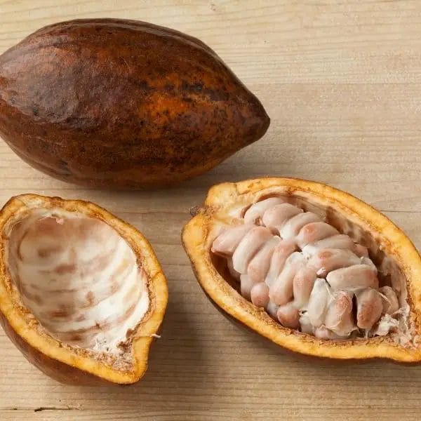Cacao (Theobroma cacao) Cacao (Theobroma cacao)