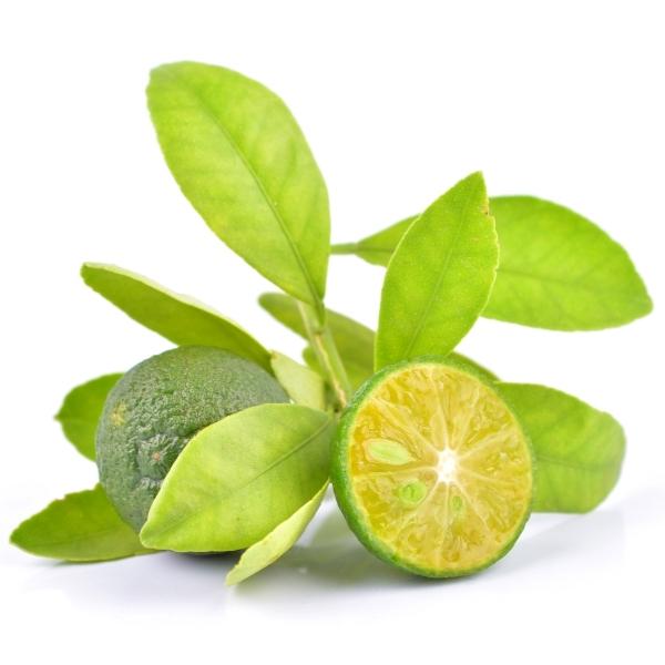 Calamansi (Citrus × microcarpa, also known as calamondin, Philippine lime, and Philippine lemon)