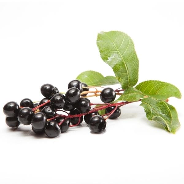 Capulin cherry (Prunus salicifolia, also known as Mexican bird cherry) Capulin cherry (Prunus salicifolia, also known as Mexican bird cherry)