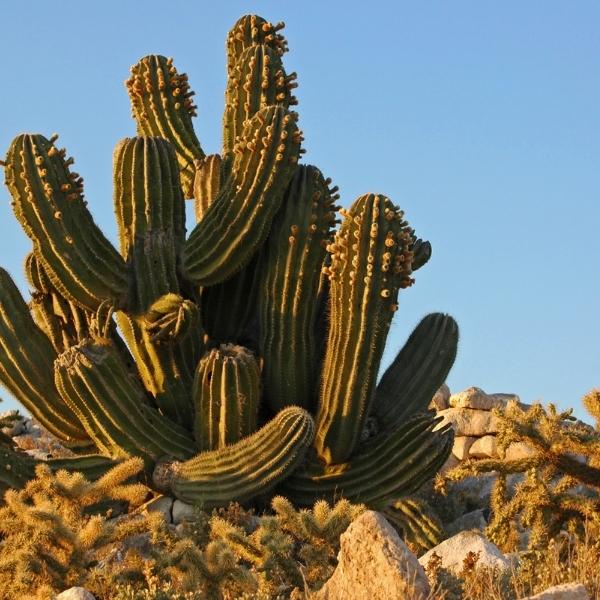 Cardon (Pachycereus pringlei, also known as Mexican giant cardon and elephant cactus)