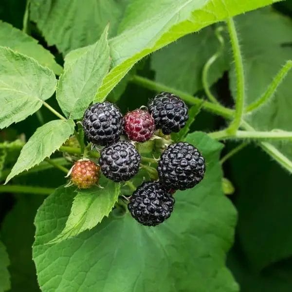 Black raspberry (Rubus occidentalis, also known as bear's eye blackberry, black cap, and black cap raspberry)