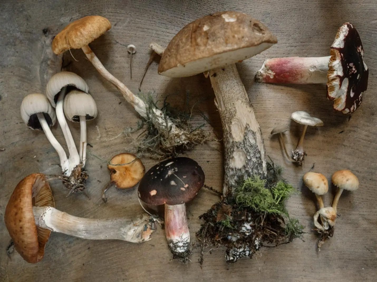 Mushroom-based diet and its benefits